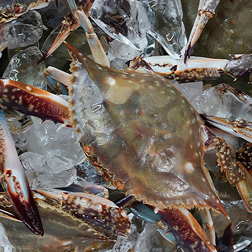 연평도 급냉 알배기 절단 꽃게 1kg 2kg 4kg